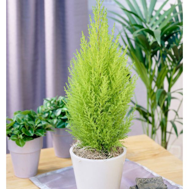 IGLAVEC CIPRESA GOLDCREST WILMA POT 10.5