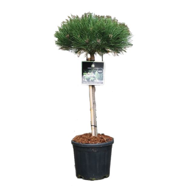 IGLAVEC ČRNI BOR BREPO