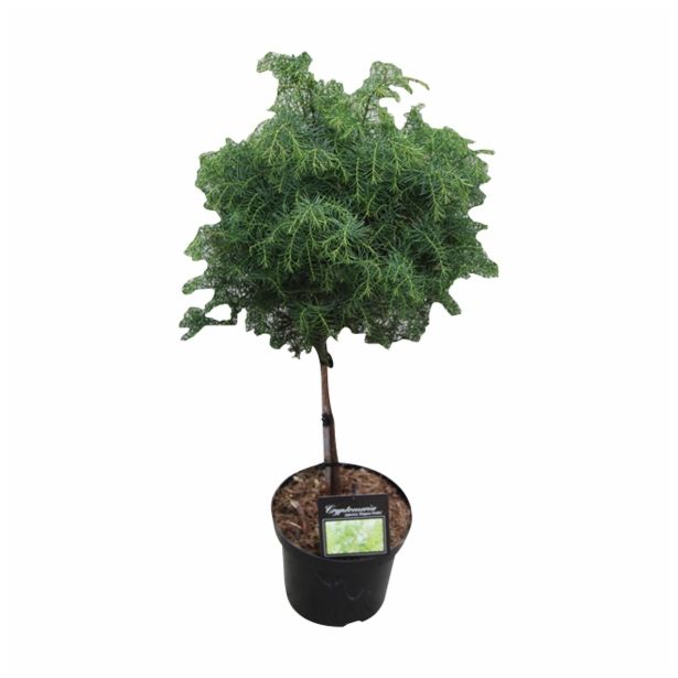 IGLAVEC CRYPTOMERIA JAPONICA ELEGANS VIRIDIS