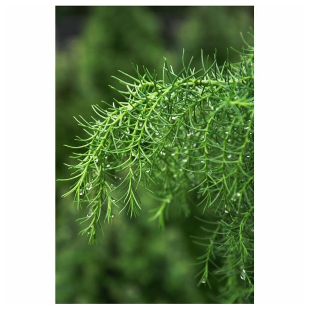 IGLAVEC CRYPTOMERIA JAPONICA ELEGANS VIRIDIS