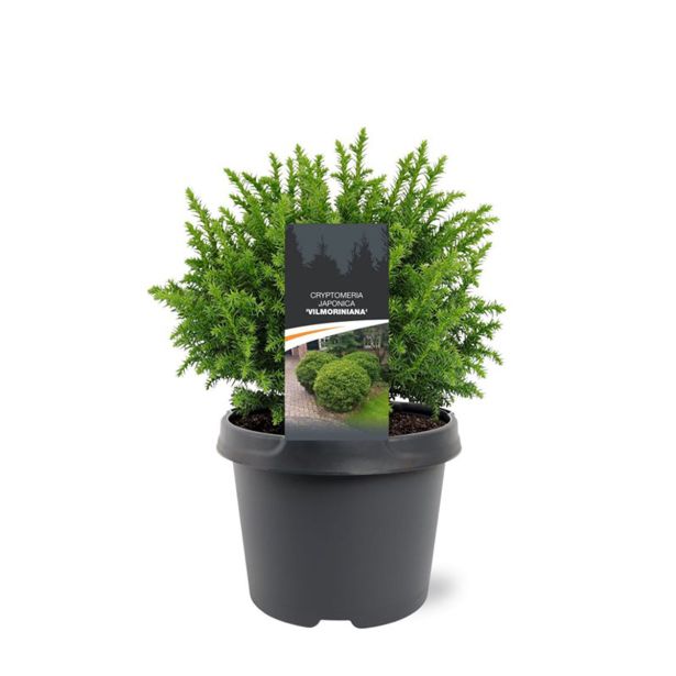 IGLAVEC CRYPTOMERIA VILMORINIANA L3 L