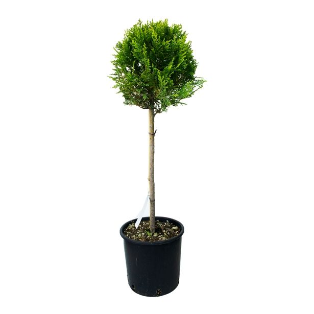 IGLAVEC CUPRESSOCYPARIS LEYLANDII GOLD NA STEBLU