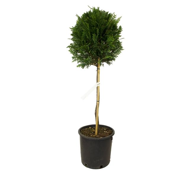 IGLAVEC CUPRESSOCYPARIS LEYLANDII NA STEBLU