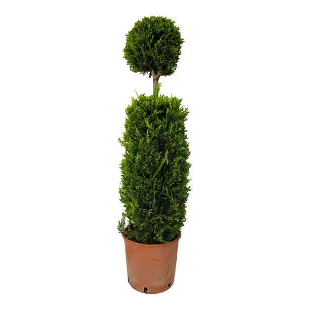 IGLAVEC CUPRESSOCYPARIS LEYLANDII VALJ IN KROGLA NA STEBLU