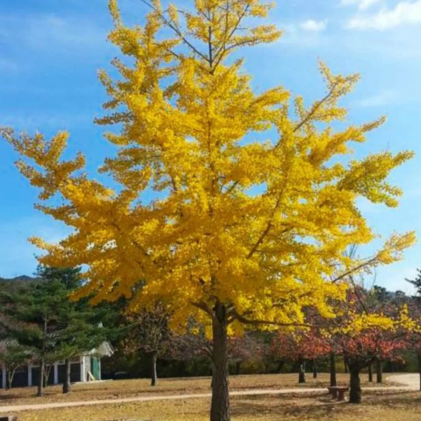 IGLAVEC GINKGO BILOBA L3 L
