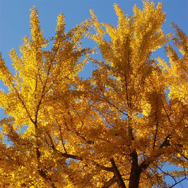 IGLAVEC GINKGO BILOBA L3 L