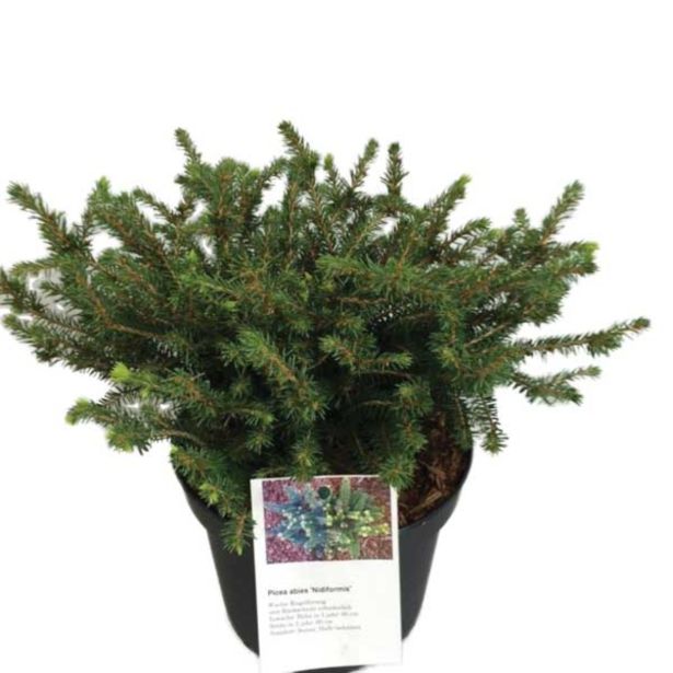 IGLAVEC GNEZDASTA SMREKA