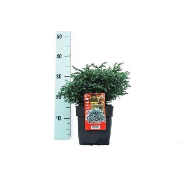 PACIPRESA GRAHASTA BABY BLUE L17