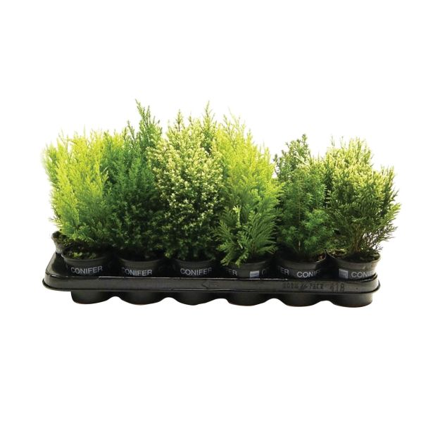 IGLAVEC IGLAVCI MIKS