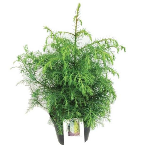 IGLAVEC JAPONSKA KRIPTOMERIJA