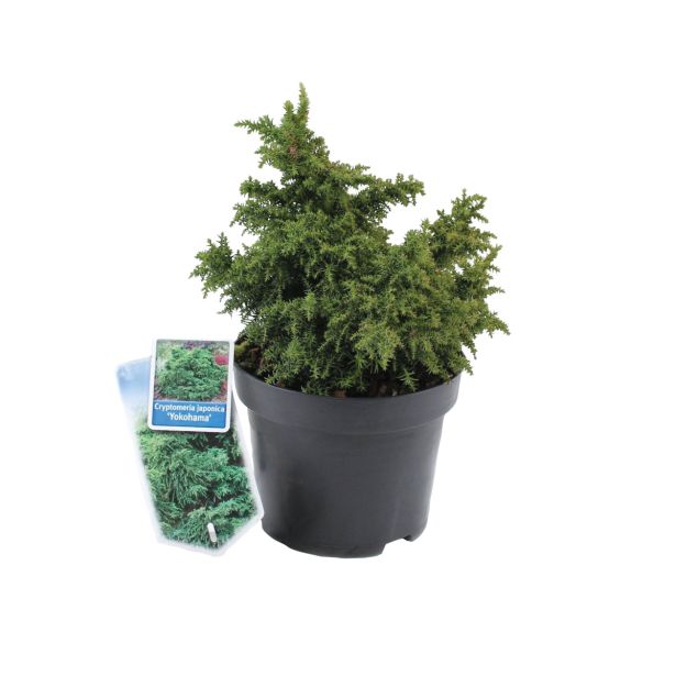 IGLAVEC JAPONSKA KRIPTOMERIJA