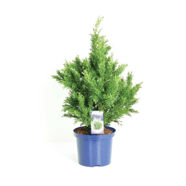 IGLAVEC JAPONSKA PACIPRESA DARTH