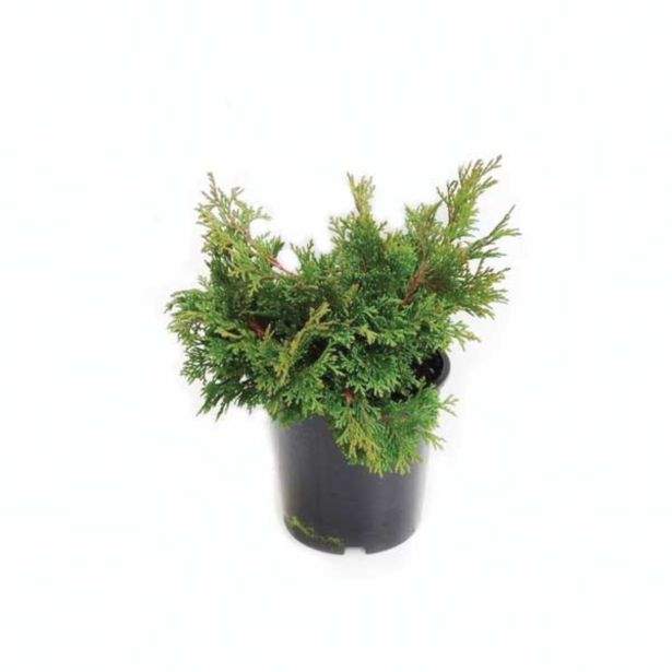 PACIPRESA JAPONSKA PIRAMIDNA L19