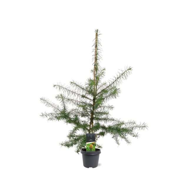 IGLAVEC JAPONSKI MACESEN L23