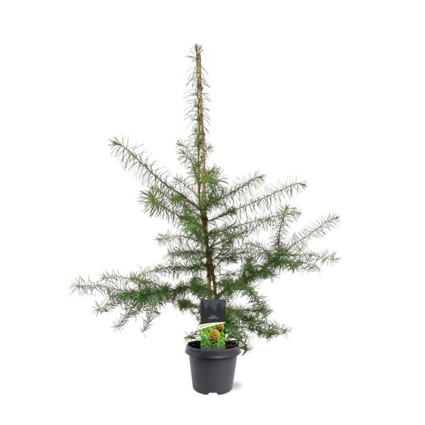 IGLAVEC JAPONSKI MACESEN L23