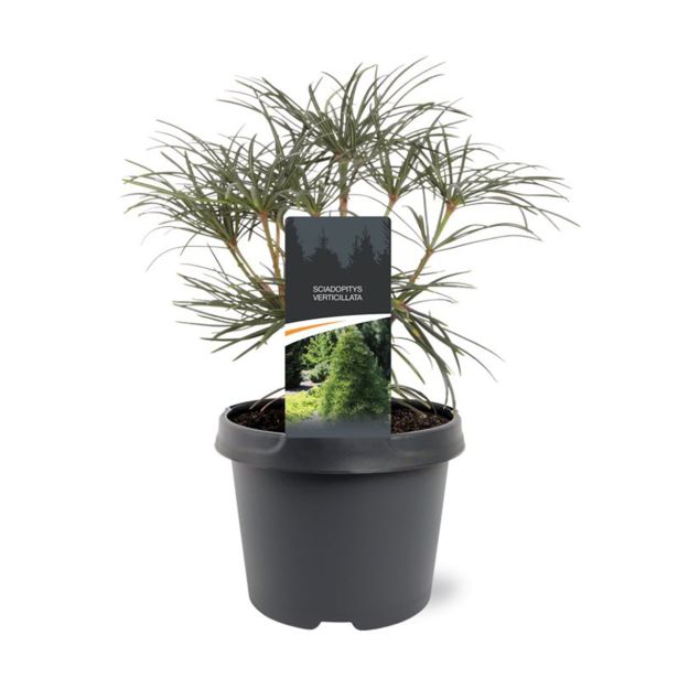 IGLAVEC JAPONSKI SENČNIK L19