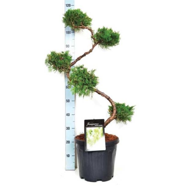 IGLAVEC KITAJSKI BRIN