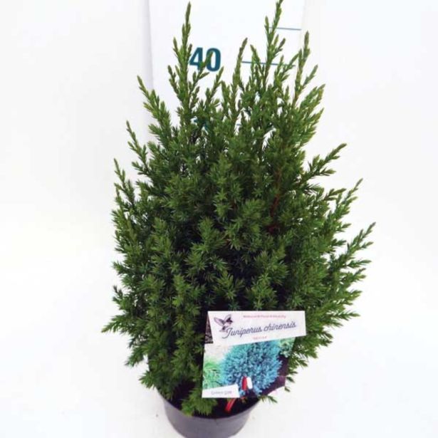 IGLAVEC KITAJSKI BRIN