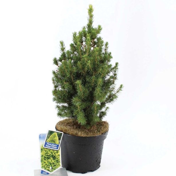 IGLAVEC KOMPAKTNA BELA SMREKA