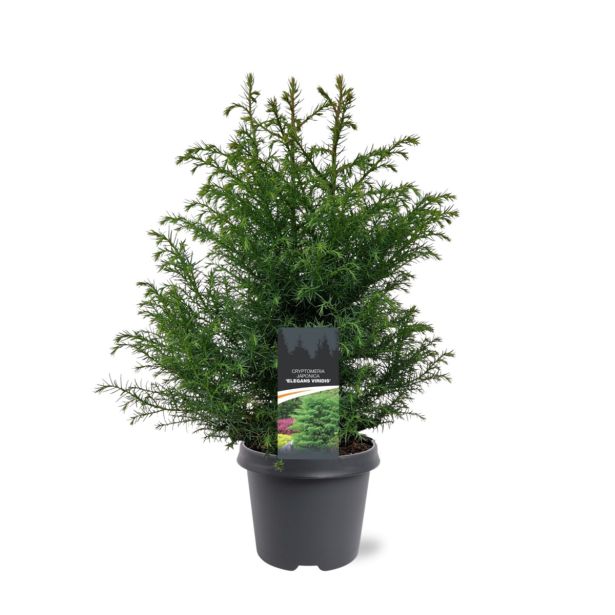 IGLAVEC KRIPTOMERIJA ELEGANS VIRIDIS L23