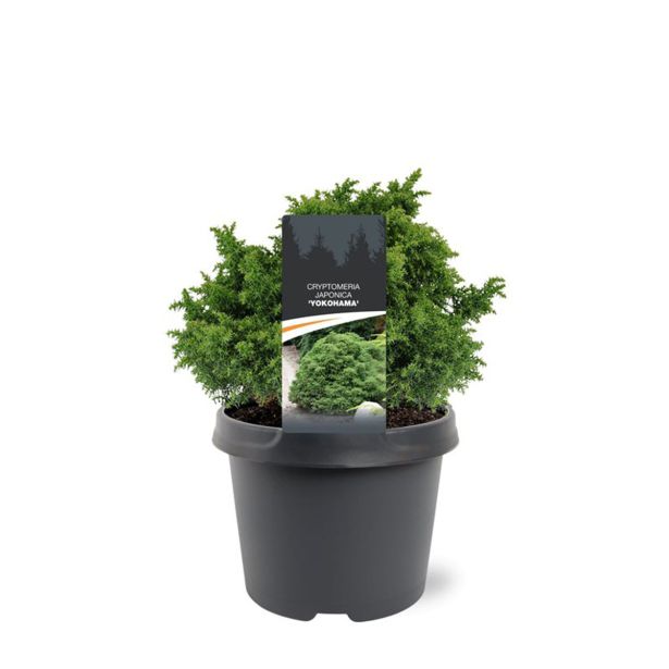 IGLAVEC KRIPTOMERIJA YOKOHAMA L19