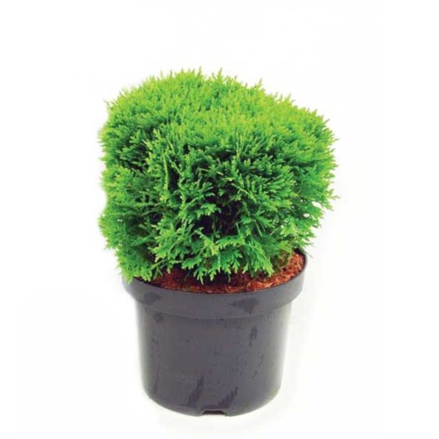 IGLAVEC KROGLASTI AMERIŠKI KLEK