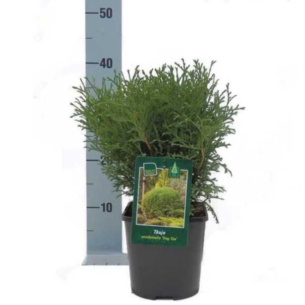 IGLAVEC KROGLASTI KLEK TINY TIM