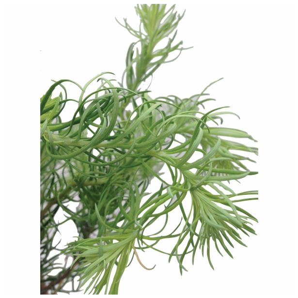 IGLAVEC LARIX KAEMPFERI DIANA NA STEBLU