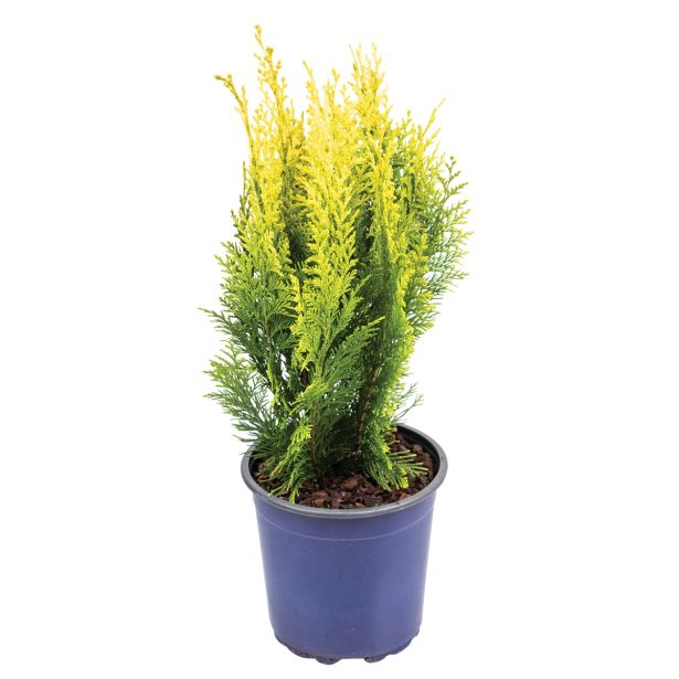 PACIPRESA LAVSONOVA PACIPRESA