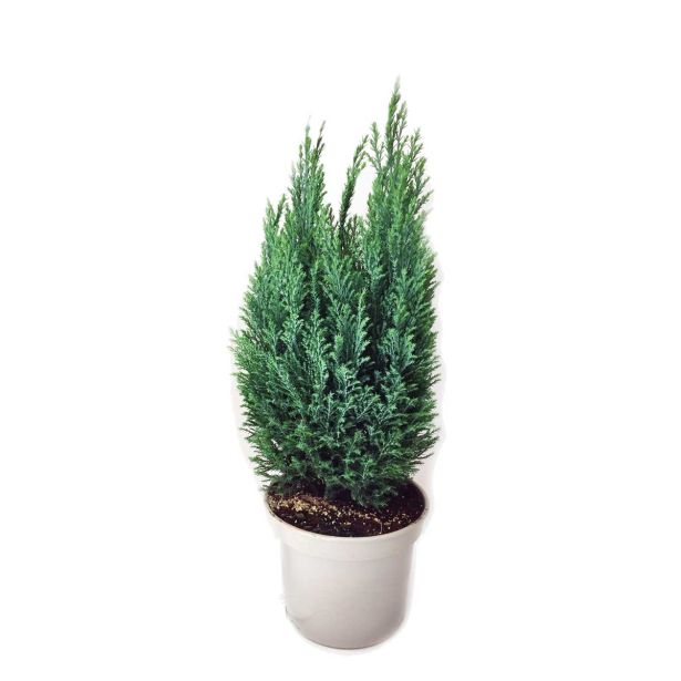 IGLAVEC LAVZONOVA PACIPRESA