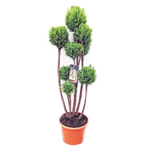 IGLAVEC LAVZONOVA PACIPRESA