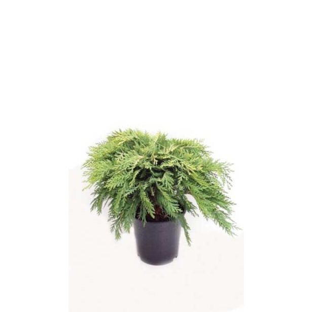 PACIPRESA LAVZONOVA SUNKIST L19