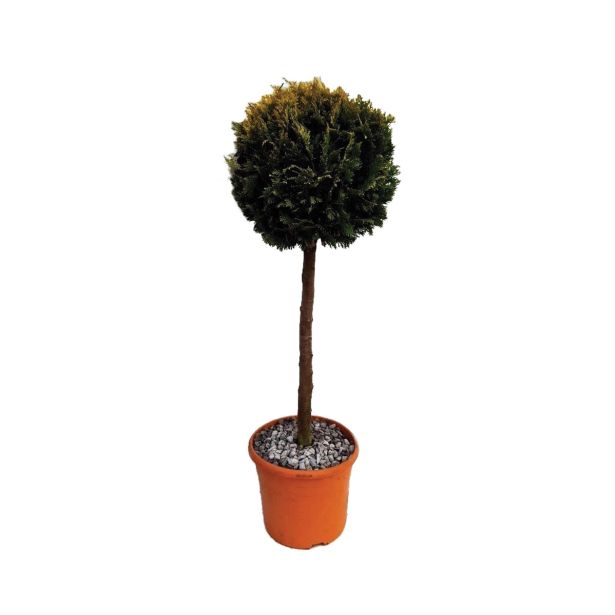 IGLAVEC LAWSONOVA PACIPRESA STARDUST