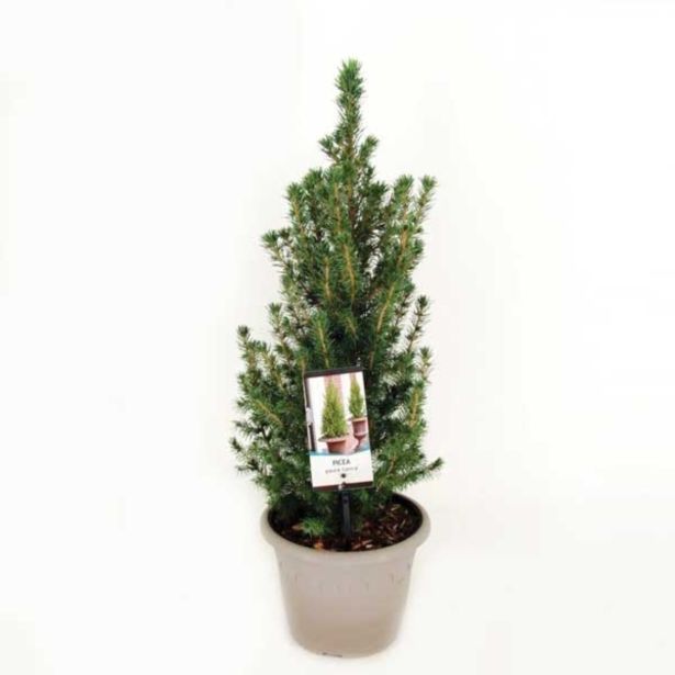 IGLAVEC MODRIKASTA STOŽČASTA SMREKA