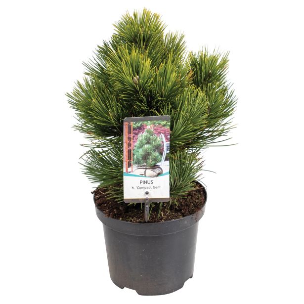 IGLAVEC MUNIKA COMPACT GEM