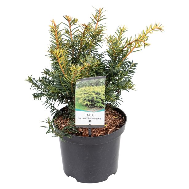 IGLAVEC NAVADNA RUMENA TISA