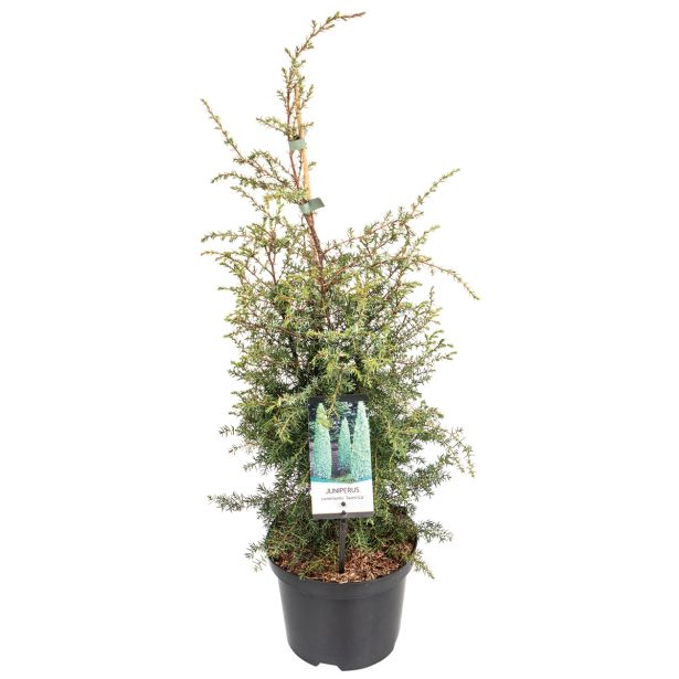 IGLAVEC NAVADNI BRIN