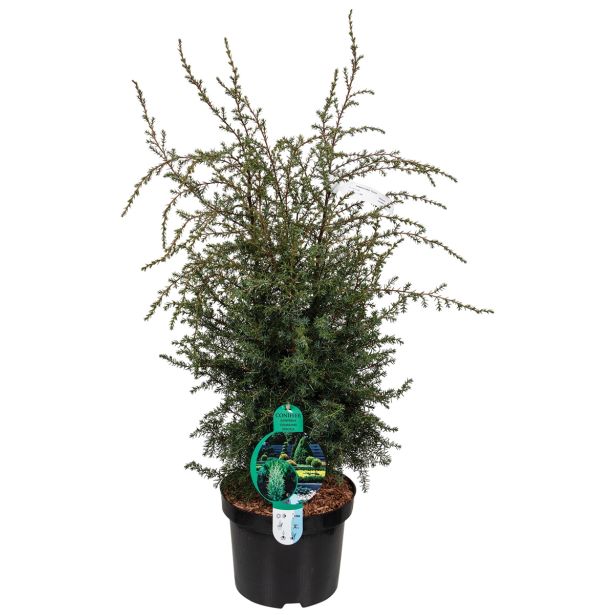 IGLAVEC NAVADNI BRIN