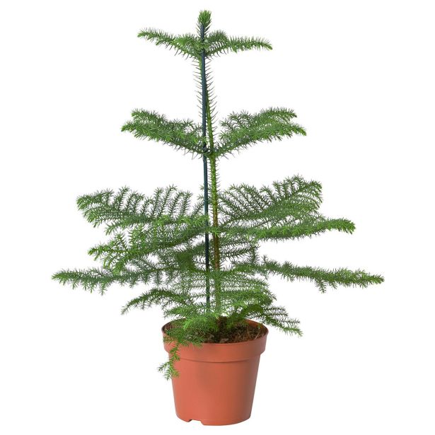 IGLAVEC NOVOLETNI ARAUCARIA L13