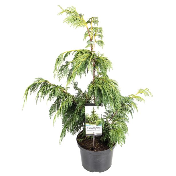 IGLAVEC NUTKANSKA PACIPRESA