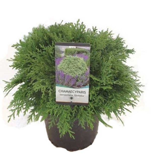 PACIPRESA OKROGLASTA L19