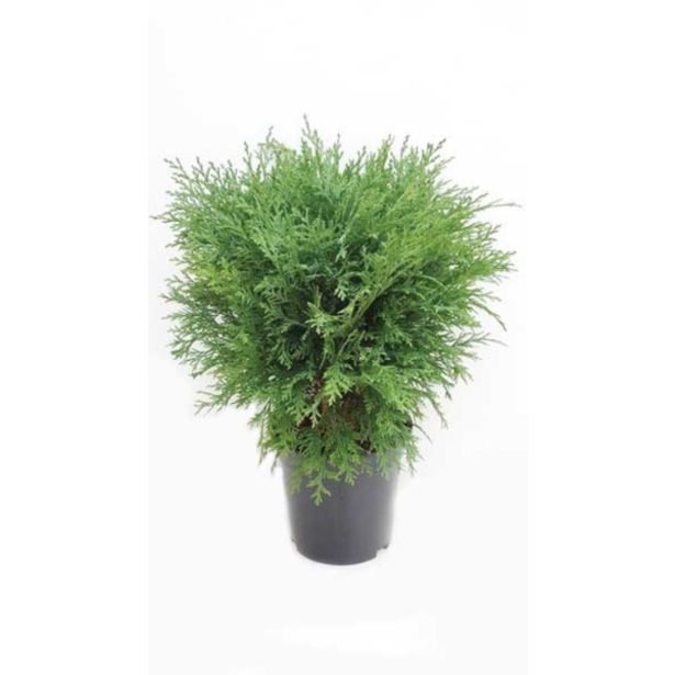 IGLAVEC OKROGLASTA PACIPRESA