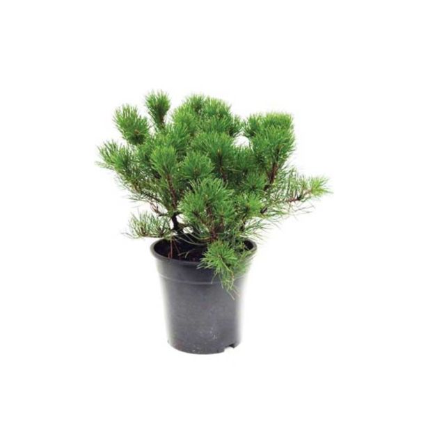 BOR OKROGLASTO RUŠEVJE L19