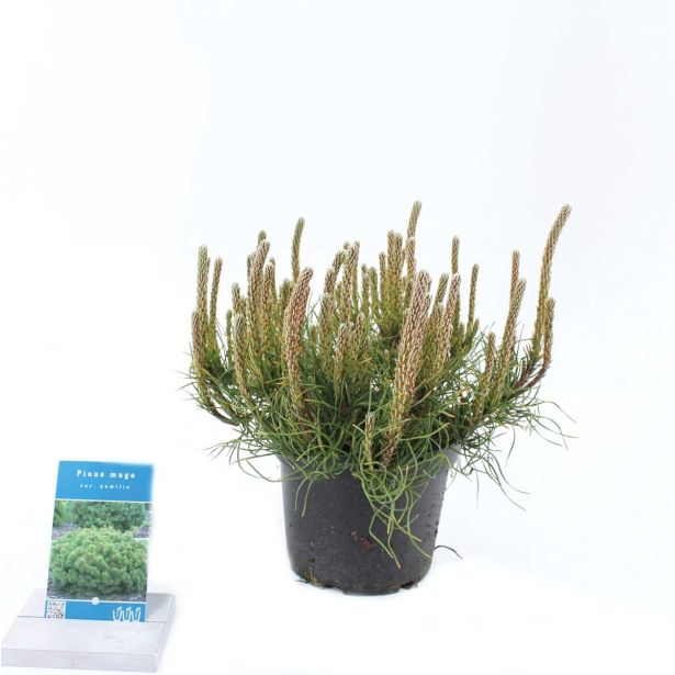 BOR OKROGLASTO RUŠEVJE