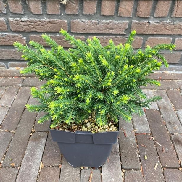 IGLAVEC OMORIKA KAREL L17