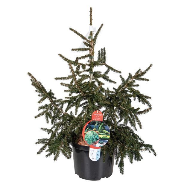 IGLAVEC ORIENTALSKA SMREKA