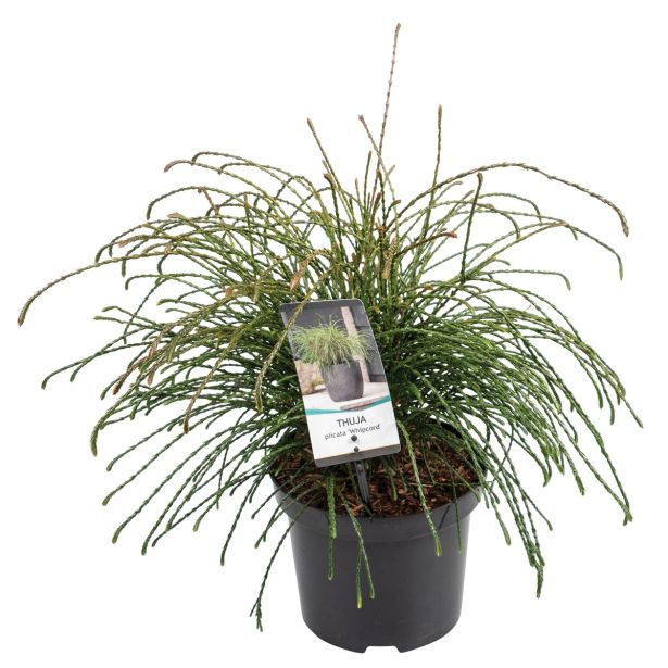 IGLAVEC ORJAŠKI KLEK