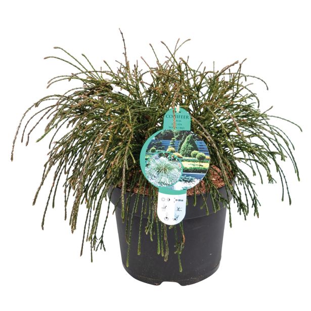 IGLAVEC ORJAŠKI KLEK