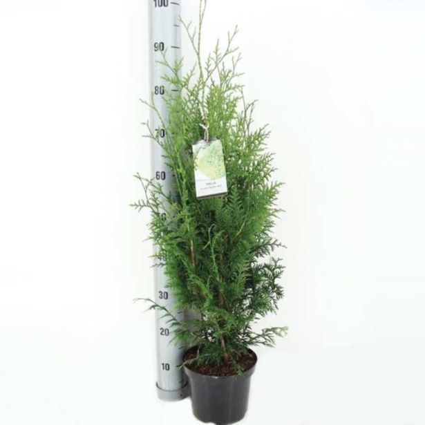 IGLAVEC ORJAŠKI KLEK GELDERLAND