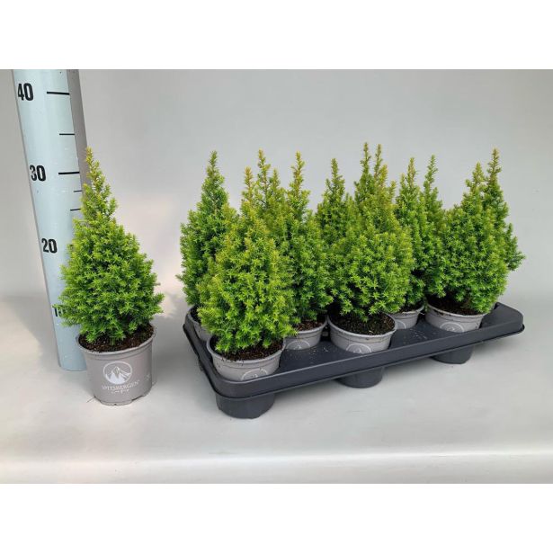 IGLAVEC PACIPRESA SPITSBERGEN L11 CM